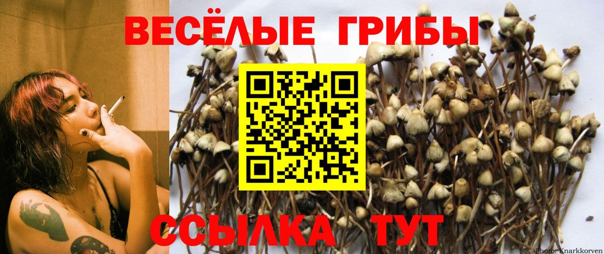 Галлюциногенные грибы Psilocybine cubensis  Вход с VPN  Калач-на-Дону 
